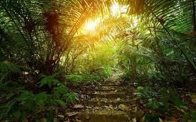 Cina berita terbaru tentang Penguraian Humus di Hutan Hujan Tropis: Memahami Dampaknya pada Kualitas Udara dan Peran Pembersih Udara